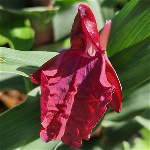 Roscoea From Forde Abbey Deep Red Form